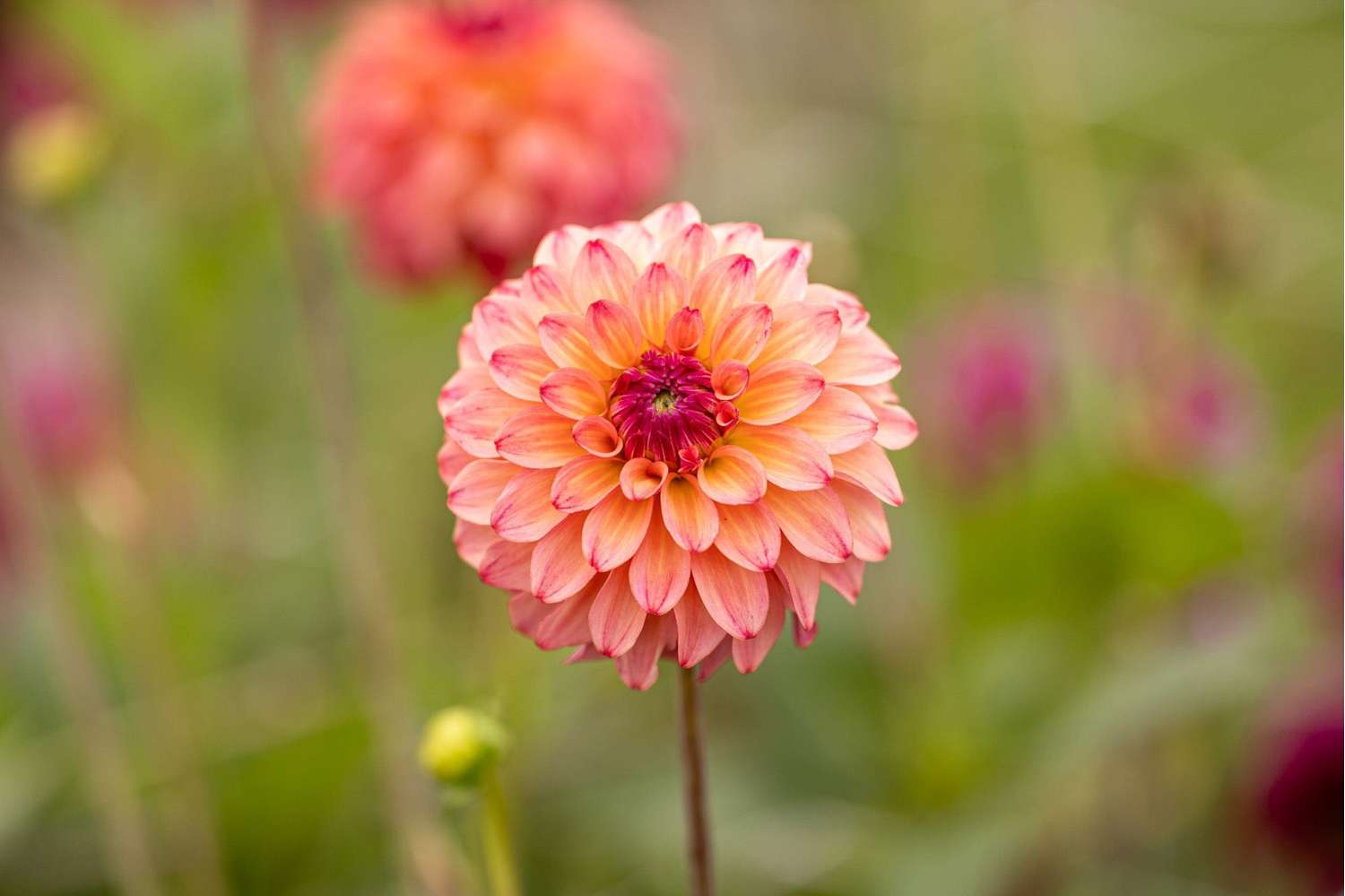 Dahlie 'Belfloor'